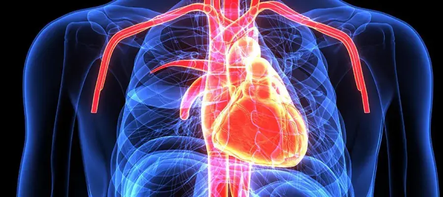 Scan of heart in body
