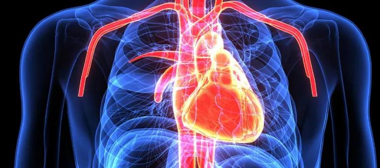 Scan of heart in body